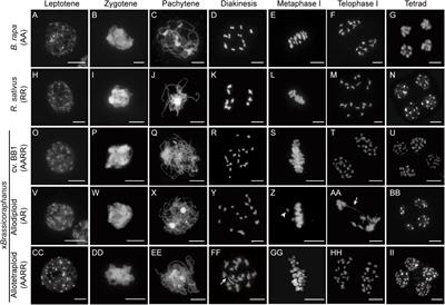 Meiotic Chromosome Stability and Suppression of Crossover Between Non-homologous Chromosomes in xBrassicoraphanus, an Intergeneric Allotetraploid Derived From a Cross Between Brassica rapa and Raphanus sativus